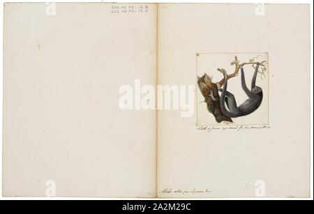 Ateles ater, Print, singe-araignée, Spider singes sont singes du Nouveau Monde appartenant au genre Ateles, partie de la sous-famille Atelinae, Atelidae. Comme d'autres, atelines ils sont trouvés dans les forêts tropicales d'Amérique centrale et du Sud, du sud du Mexique au Brésil. Le genre comprend 7 espèces, qui sont toutes menacées ; l'araignée à tête noire et le singe araignée brune sont en danger critique d'extinction., 1829-1867 Banque D'Images