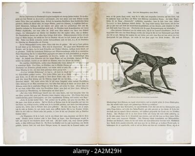 Ateles hypoxanthus, Imprimer, singe-araignée, Spider singes sont singes du Nouveau Monde appartenant au genre Ateles, partie de la sous-famille Atelinae, Atelidae. Comme d'autres, atelines ils sont trouvés dans les forêts tropicales d'Amérique centrale et du Sud, du sud du Mexique au Brésil. Le genre comprend 7 espèces, qui sont toutes menacées ; l'araignée à tête noire et le singe araignée brune sont en danger critique d'extinction., 1700-1880 Banque D'Images