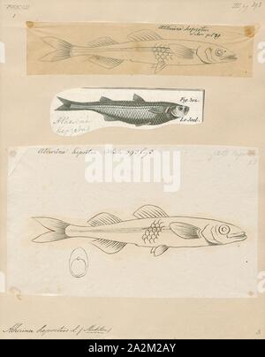 Atherina hepsetus, Imprimer, le sable de la Méditerranée, de l'éperlan Atherina hepsetus, est une espèce de poissons de la famille Atherinidae, 1700-1880. Banque D'Images