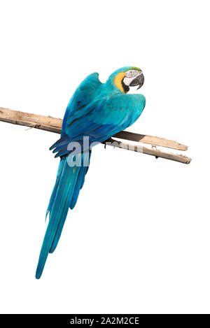 Ara bleu et jaune isolé sur fond blanc Banque D'Images