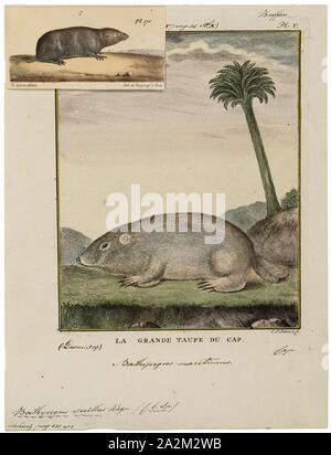 Bathyergus suillus, Imprimer, la rats-taupes de dunes (Bathyergus suillus) est une espèce de rongeurs fouisseurs solitaires dans la famille Bathyergidae. C'est endémique à l'Afrique du Sud et nommé pour le Cap de Bonne Espérance, 1700-1880. Banque D'Images