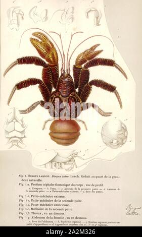 Birgus latro, Imprimer, le crabe de cocotier (Birgus latro) est une espèce d'ermite terrestre, également connu sous le nom de crabe voleur voleur ou Palm. C'est le plus grand arthropode terrestre vivant dans le monde, et est probablement à la limite de taille supérieure pour les animaux terrestres avec des exosquelettes à conditions actuelles au cours de l'holocène, avec un poids jusqu'à 4,1 kg (9,0 lb). Il peut atteindre jusqu'à 1 m (3 pi 3 po) de longueur à partir de la jambe à la jambe. Il est constaté sur les îles à travers l'Océan Indien et dans certaines parties de l'océan Pacifique à l'est jusqu'aux Gambier et Îles Pitcairn, à l'image de la distribution de la noix de coco Banque D'Images