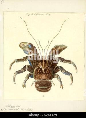 Birgus latro, Imprimer, le crabe de cocotier (Birgus latro) est une espèce d'ermite terrestre, également connu sous le nom de crabe voleur voleur ou Palm. C'est le plus grand arthropode terrestre vivant dans le monde, et est probablement à la limite de taille supérieure pour les animaux terrestres avec des exosquelettes à conditions actuelles au cours de l'holocène, avec un poids jusqu'à 4,1 kg (9,0 lb). Il peut atteindre jusqu'à 1 m (3 pi 3 po) de longueur à partir de la jambe à la jambe. Il est constaté sur les îles à travers l'Océan Indien et dans certaines parties de l'océan Pacifique à l'est jusqu'aux Gambier et Îles Pitcairn, à l'image de la distribution de la noix de coco Banque D'Images