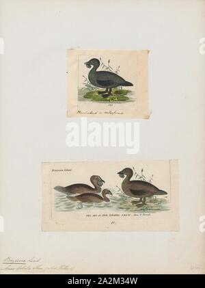 Biziura lobata, Imprimer, le canard musqué (Biziura lobata) est très aquatique, une raideur de Hareldes kakawis originaire du sud de l'Australie. C'est le seul membre vivant du genre Biziura. Une espèce proche, le canard musqué de Nouvelle-Zélande ou de canard de Lautour (B. delautouri), une fois que s'est produite sur la Nouvelle-Zélande, mais n'est connu qu'à partir de la préhistoire les os subfossiles. Il était environ 8 % plus longtemps que les espèces vivantes, avec une grosse tête., 1700-1880 Banque D'Images