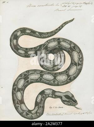 Boa constrictor, Imprimer, le boa constrictor (Boa constrictor), aussi appelé le boa à queue rouge ou le boa commun, est une espèce de grand, non venimeux, le corps trapu serpent qui est fréquemment conservés et élevés en captivité. Le boa constrictor est un membre de la famille des Boïdés, trouvés dans les régions tropicales d'Amérique du Nord, Amérique Centrale et Amérique du Sud, ainsi que quelques îles dans les Caraïbes. Une agrafe de collections privées et d'écrans, sa couleur est très variable mais distinctif. Neuf sous-espèces actuellement reconnues, bien que certaines de ces derniers sont controversées. Cet article se concentre sur l'espèce Boa Banque D'Images