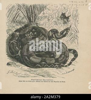 Boa constrictor, Imprimer, le boa constrictor (Boa constrictor), aussi appelé le boa à queue rouge ou le boa commun, est une espèce de grand, non venimeux, le corps trapu serpent qui est fréquemment conservés et élevés en captivité. Le boa constrictor est un membre de la famille des Boïdés, trouvés dans les régions tropicales d'Amérique du Nord, Amérique Centrale et Amérique du Sud, ainsi que quelques îles dans les Caraïbes. Une agrafe de collections privées et d'écrans, sa couleur est très variable mais distinctif. Neuf sous-espèces actuellement reconnues, bien que certaines de ces derniers sont controversées. Cet article se concentre sur l'espèce Boa Banque D'Images