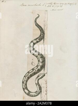 Boa constrictor, Imprimer, le boa constrictor (Boa constrictor), aussi appelé le boa à queue rouge ou le boa commun, est une espèce de grand, non venimeux, le corps trapu serpent qui est fréquemment conservés et élevés en captivité. Le boa constrictor est un membre de la famille des Boïdés, trouvés dans les régions tropicales d'Amérique du Nord, Amérique Centrale et Amérique du Sud, ainsi que quelques îles dans les Caraïbes. Une agrafe de collections privées et d'écrans, sa couleur est très variable mais distinctif. Neuf sous-espèces actuellement reconnues, bien que certaines de ces derniers sont controversées. Cet article se concentre sur l'espèce Boa Banque D'Images