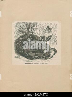 Boa constrictor, Imprimer, le boa constrictor (Boa constrictor), aussi appelé le boa à queue rouge ou le boa commun, est une espèce de grand, non venimeux, le corps trapu serpent qui est fréquemment conservés et élevés en captivité. Le boa constrictor est un membre de la famille des Boïdés, trouvés dans les régions tropicales d'Amérique du Nord, Amérique Centrale et Amérique du Sud, ainsi que quelques îles dans les Caraïbes. Une agrafe de collections privées et d'écrans, sa couleur est très variable mais distinctif. Neuf sous-espèces actuellement reconnues, bien que certaines de ces derniers sont controversées. Cet article se concentre sur l'espèce Boa Banque D'Images