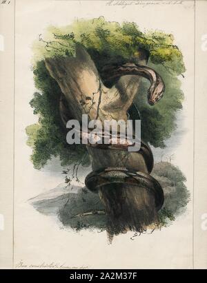 Boa constrictor, Imprimer, le boa constrictor (Boa constrictor), aussi appelé le boa à queue rouge ou le boa commun, est une espèce de grand, non venimeux, le corps trapu serpent qui est fréquemment conservés et élevés en captivité. Le boa constrictor est un membre de la famille des Boïdés, trouvés dans les régions tropicales d'Amérique du Nord, Amérique Centrale et Amérique du Sud, ainsi que quelques îles dans les Caraïbes. Une agrafe de collections privées et d'écrans, sa couleur est très variable mais distinctif. Neuf sous-espèces actuellement reconnues, bien que certaines de ces derniers sont controversées. Cet article se concentre sur l'espèce Boa Banque D'Images