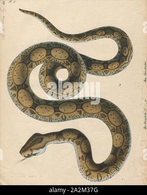 Boa constrictor, Imprimer, le boa constrictor (Boa constrictor), aussi appelé le boa à queue rouge ou le boa commun, est une espèce de grand, non venimeux, le corps trapu serpent qui est fréquemment conservés et élevés en captivité. Le boa constrictor est un membre de la famille des Boïdés, trouvés dans les régions tropicales d'Amérique du Nord, Amérique Centrale et Amérique du Sud, ainsi que quelques îles dans les Caraïbes. Une agrafe de collections privées et d'écrans, sa couleur est très variable mais distinctif. Neuf sous-espèces actuellement reconnues, bien que certaines de ces derniers sont controversées. Cet article se concentre sur l'espèce Boa Banque D'Images