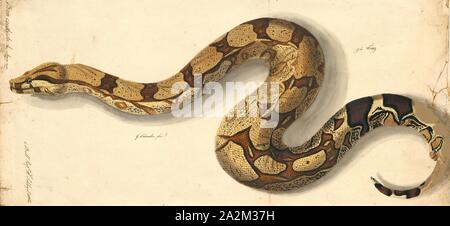 Boa constrictor, Imprimer, le boa constrictor (Boa constrictor), aussi appelé le boa à queue rouge ou le boa commun, est une espèce de grand, non venimeux, le corps trapu serpent qui est fréquemment conservés et élevés en captivité. Le boa constrictor est un membre de la famille des Boïdés, trouvés dans les régions tropicales d'Amérique du Nord, Amérique Centrale et Amérique du Sud, ainsi que quelques îles dans les Caraïbes. Une agrafe de collections privées et d'écrans, sa couleur est très variable mais distinctif. Neuf sous-espèces actuellement reconnues, bien que certaines de ces derniers sont controversées. Cet article se concentre sur l'espèce Boa Banque D'Images