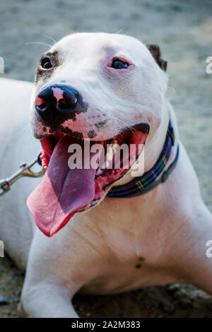 Libre d'un mélange de chien bâtard mâle Bull Terrier, Pit Bull et American Staffordshire Terrier allongé sur le sol Banque D'Images
