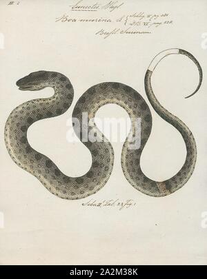 Boa murina, Imprimer, l'anaconda vert (Eunectes murinus), également connu sous le nom d'eau commun commun ou anaconda, boa est une espèce non venimeuse boa en Amérique du Sud. Il est le plus lourd et l'une des plus anciennes espèces de serpents connus. Le terme 'anaconda' se réfère souvent à cette espèce, bien que le terme pourrait s'appliquer aussi aux autres membres du genre Eunectes., 1734-1765 Banque D'Images