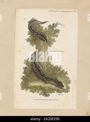 Boa viperina Gongylophis conicus, Print,, également connu sous le nom de Russell's boa ou le sable à l'échelle approximative, boa est une espèce de serpents de la famille des nonvenomous Erycinae de la famille des Boïdés. L'espèce est endémique à l'Inde, le Népal, le Bangladesh, le Pakistan et Sri Lanka. Il n'y a pas de sous-espèces qui sont reconnus comme étant valides., 1801 Banque D'Images