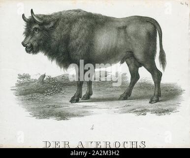 Bos primigenius, l'aurochs, impression, également connu sous le nom de urus ou ure (Bos primigenius), est une espèce de gros bovins sauvages qui habitaient l'Europe, l'Asie et l'Afrique du Nord. Il est l'ancêtre des bovins domestiques ; il a également été suggéré comme un ancêtre de l'génétiquement bison européen moderne, qui ont été croisées avec le bison des steppes. L'espèce a survécu en Europe jusqu'à 1627, lorsque le dernier auroch est mort dans la forêt de Jaktorów, en Pologne, 1700-1880. Banque D'Images