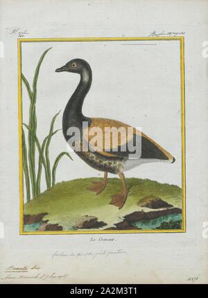 Branta bernicla, Imprimer, le Brent, ou cravant (Branta bernicla), est une espèce d'oie du genre Branta. La Black Brant est une sous-espèce nord-américaine du Pacifique, 1700-1880. Banque D'Images