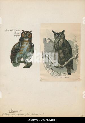 Bubo virginianus, Imprimer, le grand-duc d'Amérique (Bubo virginianus), également connu sous le nom de tiger owl (à l'origine dérivé de premiers naturalistes' description que les ailes 'tiger' ou 'tiger' de l'air) ou l'Owl Hoot, est un grand hibou indigènes de l'Amérique. C'est un oiseau extrêmement adaptable avec une vaste gamme et est la plus répandue dans les Amériques hibou véritable. Son régime alimentaire n'est que les lapins et les lièvres, les rats et les souris, les campagnols et, bien qu'il chasse librement n'importe quel animal il peut dépasser, y compris les rongeurs et autres petits mammifères de taille moyenne, plus grands mammifères, oiseaux, reptiles, amphibiens et invertébrés Banque D'Images