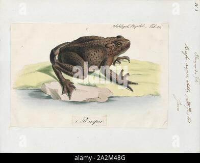 Bufo asper, Imprimer, le crapaud géant asiatique (Phrynoidis asper), parfois appelée la rivière, est un gros crapaud toad originaire d'Asie du Sud-Est., 1700-1880 Banque D'Images