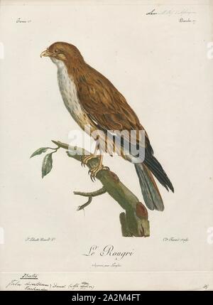 Buteo desertorum, Imprimer, Buteo est une espèce de taille moyenne à assez grande, vaste, des raptors avec un corps solide et de larges ailes. Dans l'Ancien Monde, les membres de ce genre sont appelés 'buses Banque D'Images