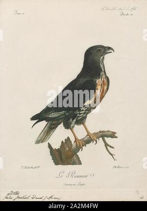 Le Chacal, Buteo buteo, Impression est une espèce de taille moyenne à assez grande, vaste, des raptors avec un corps solide et de larges ailes. Dans l'Ancien Monde, les membres de ce genre sont appelés 'buses Banque D'Images