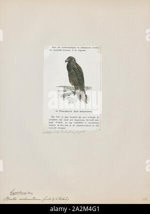 Buteo buteo melanosternon, Print, est une espèce de taille moyenne à assez grande, vaste, des raptors avec un corps solide et de larges ailes. Dans l'Ancien Monde, les membres de ce genre sont appelés 'buses Banque D'Images