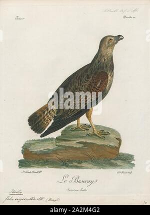 Buteo buteo nigricollis, Print, est une espèce de taille moyenne à assez grande, vaste, des raptors avec un corps solide et de larges ailes. Dans l'Ancien Monde, les membres de ce genre sont appelés 'buses Banque D'Images