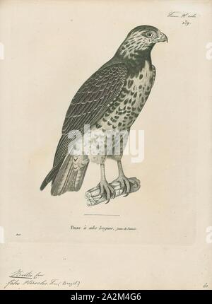 Buteo buteo pterocles, Print, est une espèce de taille moyenne à assez grande, vaste, des raptors avec un corps solide et de larges ailes. Dans l'Ancien Monde, les membres de ce genre sont appelés 'buses Banque D'Images