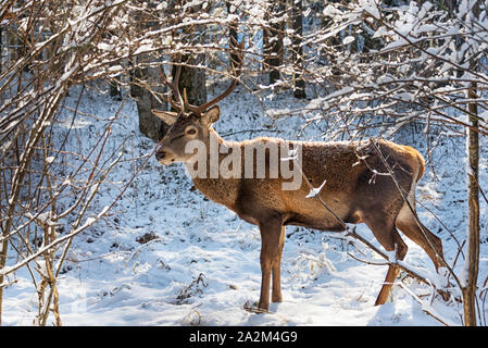 Un mâle red deer en hiver Banque D'Images