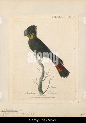Calyptorhynchus banksii, Imprimer, le cacatoès noir à queue rouge (Calyptorhynchus banksii) aussi connu comme Banksian- ou cacatoès noir des banques, est un grand cacatoès noir originaire de l'Australie. Les mâles adultes ont une caractéristique paire de panneaux rouge vif sur la queue qui donne à l'espèce son nom. Elle est plus commune dans les régions les plus sèches du continent. Cinq sous-espèces sont reconnues, particulièrement dans différentes tailles. bec Bien que la sous-espèce plus au nord sont très répandues, les deux sous-espèce du sud, la forêt à queue rouge cacatoès noir et le sud-est de cacatoès noir à queue rouge sont sous Banque D'Images