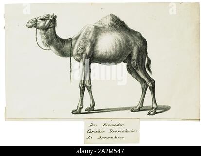Camelus dromedarius, Imprimer, le dromadaire, également appelé le chameau d'Arabie (Camelus dromedarius), est un grand, même avec l'un d'ongulés à longs doigts bosse sur son dos. Le dromadaire est le plus haut des trois espèces de camel ; les mâles adultes sont 1,8 à 2 m (5,9 à 6,6 pieds) à l'épaule, tandis que les femelles sont de 1,7 et 1,9 m (5,6 pi) de hauteur de 6,2. En général, les mâles pèsent entre 400 et 600 kg (880 et 1, 320 lb), et les femelles pèsent entre 300 et 540 kg (660 et 1, 190 lb). L' espèces caractéristiques consistent en ses longues cou, poitrine étroite, une seule bosse (au lieu de deux pour le chameau de Bactriane et Banque D'Images