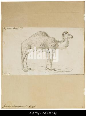 Camelus dromedarius, Imprimer, le dromadaire, également appelé le chameau d'Arabie (Camelus dromedarius), est un grand, même avec l'un d'ongulés à longs doigts bosse sur son dos. Le dromadaire est le plus haut des trois espèces de camel ; les mâles adultes sont 1,8 à 2 m (5,9 à 6,6 pieds) à l'épaule, tandis que les femelles sont de 1,7 et 1,9 m (5,6 pi) de hauteur de 6,2. En général, les mâles pèsent entre 400 et 600 kg (880 et 1, 320 lb), et les femelles pèsent entre 300 et 540 kg (660 et 1, 190 lb). L' espèces caractéristiques consistent en ses longues cou, poitrine étroite, une seule bosse (au lieu de deux pour le chameau de Bactriane et Banque D'Images