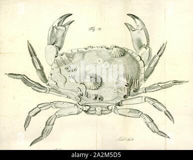 Cancer pagurus, Imprimer, Cancer pagurus, communément connu sous le nom de crabe ou tourteaux, est une espèce de crabe trouvé dans la mer du Nord, océan Atlantique Nord, et peut-être la Mer Méditerranée. C'est un crabe robuste d'une couleur brun-rougeâtre, ayant une carapace ovale avec une caractéristique 'pâte à tarte' edge et noir conseils pour les griffes. Un adulte peut avoir une largeur de carapace jusqu'à 25 cm (10 in) et peser jusqu'à 3 kg (6,6 lb). C. pagurus est un prédateur nocturne, ciblant une variété de mollusques et crustacés. Il est l'objet de la plus grande pêcherie de crabe dans l'Europe de l'Ouest, centrée sur les côtes de la Banque D'Images