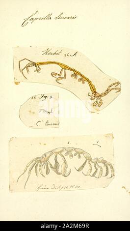 Caprella linearis, Imprimer, Caprella linearis (linéaire caprelles) est une espèce de caprelles dans le genre Caprella. Il est originaire de l'Atlantique Nord, Pacifique Nord, et l'océan Arctique. Il ressemble de près Caprella septentrionalis avec qui elle partage la même répartition géographique Banque D'Images