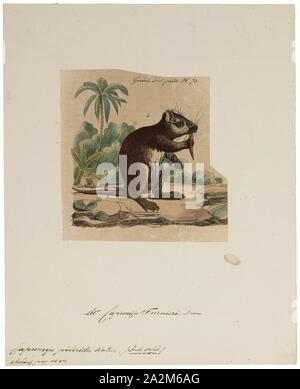 Capromys pilorides, Imprimer, l'Desmarest (Capromys pilorides) hutia, également connu sous le nom de hutia de Cuba, est une espèce de passereau endémique de Cuba, bien qu'une sous-espèce éteinte est connu dans les îles Caïmans. Pesant jusqu'à 8,5 kg (19 lb), c'est la plus grande de l'espèce existante de l'éteinte hutia (hutias géant étaient beaucoup plus grand)., 1700-1880 Banque D'Images