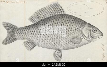 Carassius vulgaris var. gibelio, Imprimer, Carassius est un genre de la famille des poissons à nageoires Cyprinidae. La plupart des espèces de ce genre sont communément connus comme le carassin carpes, même si ce terme est souvent précisément référence à C. carassius. Le plus connu est le poisson rouge (C. auratus). Ils ont une répartition eurasienne, apparemment originaires plus à l'ouest que les carpes (Cyprinus), qui comprennent la carpe commune (C. carpio), 1774-1804. Banque D'Images