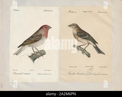 Carpodacus erythrinus, Imprimer, la common rosefinch (Carpodacus erythrinus) ou scarlet rosefinch est la plus répandue et commune rosefinch de l'Asie et l'Europe, 1700-1880. Banque D'Images