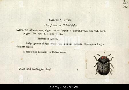 Cassida, Imprimer, Cassida est un grand vieux monde espèce de tortue de la famille des coléoptères Cassidinae. Plusieurs espèces de Cassida sont d'importants ravageurs agricoles, en particulier C. vittata et C. nebulosa sur la betterave et l'épinard. Le chardon (tortue Cassida rubiginosa) a été utilisé comme agent de lutte biologique contre le chardon Banque D'Images