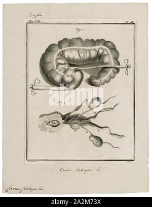 Cavia cobaya, Imprimer, le cobaye ou cochon domestique (Cavia porcellus), également connu sous le nom de Cavia domestique ou cavia, est une espèce de passereau appartenant à la famille des Caviidae et le genre Cavia. Malgré leur nom commun, les cochons ne sont pas indigènes à la Guinée, et ils ne sont pas biologiquement lié aux porcs, et l'origine du nom est encore peu clair. Ils ont été créés dans les Andes en Amérique du Sud, et des études basées sur la biochimie et l'hybridation suggèrent qu'ils sont domestiqués descendants d'une espèce voisine de Cavia tschudii comme C., et donc n'existent pas naturellement dans la nature Banque D'Images