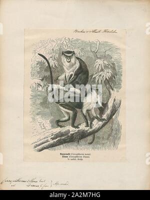Cercopithecus mona, Imprimer, le singe mona (Cercopithecus mona) est un vieux monde singe qui vit en Afrique occidentale entre le Ghana et le Cameroun. Le singe mona peut également être trouvés sur l'île de la grenade qu'il a été transporté à l'île à bord des bateaux négriers dirigé vers le Nouveau Monde au cours du 18e siècle. Ce guénon vit en groupes jusqu'à trente-cinq dans les forêts. Il se nourrit principalement de fruits, mais parfois se nourrit d'insectes et de feuilles. La mona monkey a fourrure agouti brun avec un croupion blanc. La queue et les pattes sont noires et le visage est bleu-gris avec une bande sombre sur le visage. Le singe mona Banque D'Images