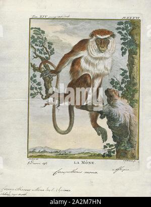 Cercopithecus mona, Imprimer, le singe mona (Cercopithecus mona) est un vieux monde singe qui vit en Afrique occidentale entre le Ghana et le Cameroun. Le singe mona peut également être trouvés sur l'île de la grenade qu'il a été transporté à l'île à bord des bateaux négriers dirigé vers le Nouveau Monde au cours du 18e siècle. Ce guénon vit en groupes jusqu'à trente-cinq dans les forêts. Il se nourrit principalement de fruits, mais parfois se nourrit d'insectes et de feuilles. La mona monkey a fourrure agouti brun avec un croupion blanc. La queue et les pattes sont noires et le visage est bleu-gris avec une bande sombre sur le visage. Le singe mona Banque D'Images