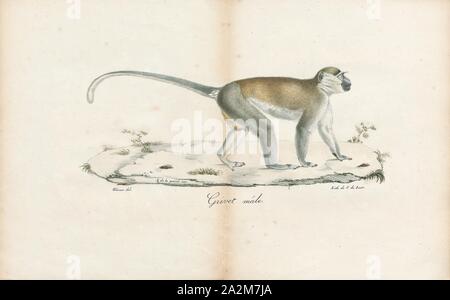 Cercopithecus sabaeus, Imprimer, le singe vert (Chlorocebus sabaeus), également connu sous le nom de singe ou l'sabaeus callithrix singe, est un vieux monde singe avec golden-fourrure vert pâle et les mains et les pieds. L'extrémité de la queue est jaune d'or que sont l'arrière des cuisses et la joue moustaches. Il n'a pas de distinction de bande fourrure sur le front, comme d'autres espèces Chlorocebus, et les mâles ont une couleur bleu scrotum. Certaines autorités considèrent ce et tous les membres du genre Chlorocebus à être une seule espèce très répandue, Chlorocebus aethiops., 1700-1880 Banque D'Images