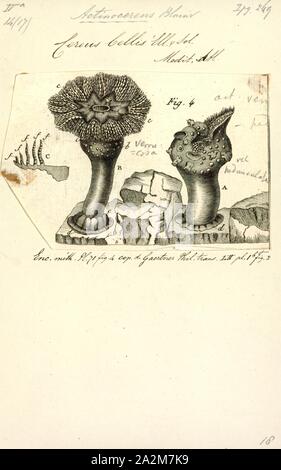 Cereus bellis, Imprimer, Cereus pedunculatus ou l'anémone daisy est une espèce d'anémone de mer de la famille des Sagartiidae. Il est constaté dans les régions du nord-est de l'océan Atlantique et en mer du Nord et la mer Méditerranée. C'est un omnivore, prédateur et charognard Banque D'Images