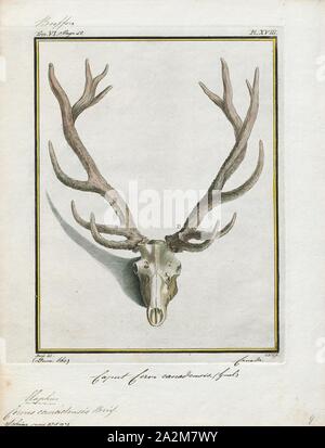 Cervus canadensis, Imprimer, le wapiti (Cervus canadensis) est l'une des plus grandes espèces de la famille des cervidés, cervidés, et l'un des plus grands mammifères terrestres en Amérique du Nord et en Asie du Nord-Est. Cet animal ne doit pas être confondue avec la plus grande encore de l'orignal (Alces alces) à laquelle le nom 'elk' s'applique en anglais britannique et en référence aux populations dans le crâne, de l'Eurasie. Banque D'Images