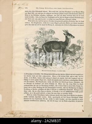 Muntjac Cervus, Imprimer, le muntjac indien (Muntiacus muntjak), également appelé le sud de red deer barking et muntjac, est une espèce originaire d'Asie du Sud et du sud-est. Il est répertorié comme préoccupation mineure sur la Liste rouge de l'UICN, 1700-1880. Banque D'Images