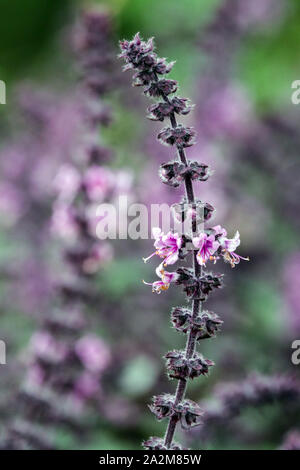 Red Rubin Basil Ocimum basilicum 'Red Rubin' close up flower Banque D'Images