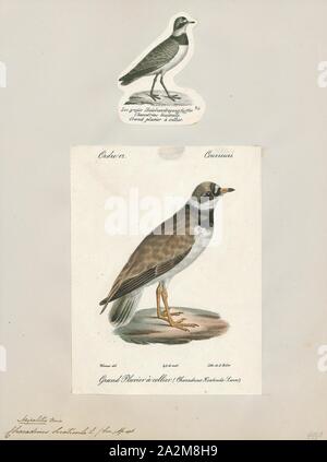 Hiaticula charadrius, Imprimer, la commune de gravelot ou gravelot (Charadrius hiaticula) est un petit siffleur qui se reproduit dans les régions arctiques de l'Eurasie. Le nom du genre Larus est un mot latin pour un oiseau jaune mentionné dans le quatrième siècle Vulgate. Il dérive du Grec kharadrios un oiseau trouvé dans les ravins et les vallées fluviales (kharadra, 'ravin'). L'Amérique est spécifique hiaticula et a un sens similaire au mot grec, venant de hiatus, 'fissure' et -cola, 'Dweller', 'colere (habiter'), 1700-1880. Banque D'Images