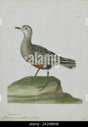 Charadrius morinellus, Imprimer, le Pluvier guignard (Charadrius morinellus), également connu en Europe comme « récent juste, est un petit échassier dans la famille d'oiseaux pluvier, 1790-1796. Banque D'Images