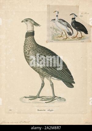 Chauna chavaria, Imprimer, le Northern screamer (Chauna chavaria), également connu sous le nom de Black-necked screamer, est une espèce d'oiseau de la petite famille Anhimidae, les screamers. C'est un éleveur résidant dans le nord de la Colombie, dans le Chocó, Antioquia, Bolívar, Sucre, Córdoba, Magdalena, Santander, et Cesar Ministères et au nord-ouest du Venezuela, dans la région de Zulia, Mérida et Trujillo, membres. En moyenne, ils sont 88,9 cm (35 po) de long et pèsent environ 3,9 kg (8,6 lb), 1700-1880. Banque D'Images