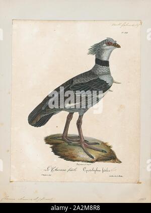 Chauna chavaria, Imprimer, le Northern screamer (Chauna chavaria), également connu sous le nom de Black-necked screamer, est une espèce d'oiseau de la petite famille Anhimidae, les screamers. C'est un éleveur résidant dans le nord de la Colombie, dans le Chocó, Antioquia, Bolívar, Sucre, Córdoba, Magdalena, Santander, et Cesar Ministères et au nord-ouest du Venezuela, dans la région de Zulia, Mérida et Trujillo, membres. En moyenne, ils sont 88,9 cm (35 po) de long et pèsent environ 3,9 kg (8,6 lb), 1825-1834. Banque D'Images