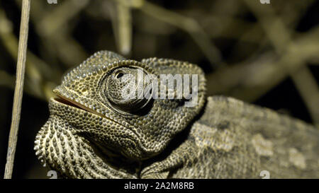 Caméléon (Chamaeleo chamaeleon Méditerranée) זיקית מובהקת Banque D'Images